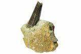 Serrated Tyrannosaur Tooth In Rock - Two Medicine Formation #145027-5